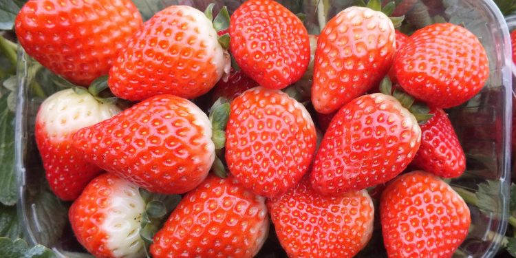 Başlayan çilek hasadı depremzedenin de umudu