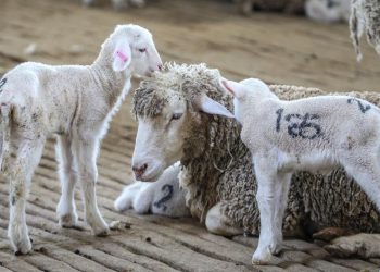 Hayvancılıkta yerli ırk üst seviyelere çıkacak