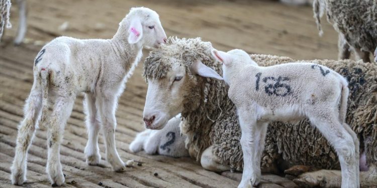 Hayvancılıkta yerli ırk üst seviyelere çıkacak