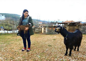 Kıl keçisinin neslini yaşatmak için proje