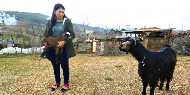 Kıl keçisinin neslini yaşatmak için proje