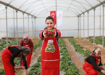 Hatay’da pazar küçülse de hasat devam ettiriliyor