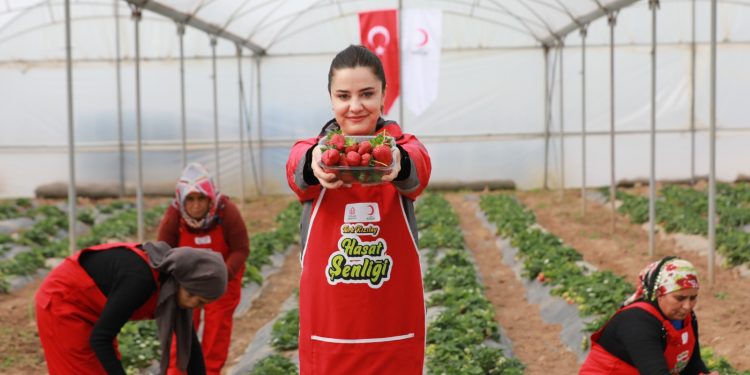 Hatay’da pazar küçülse de hasat devam ettiriliyor