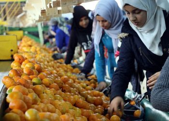 Yaş meyve-sebzede ihracat yeni rekor getirir mi?