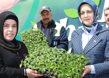 Üreticilere 1 milyon sebze fidesi hibe edildi