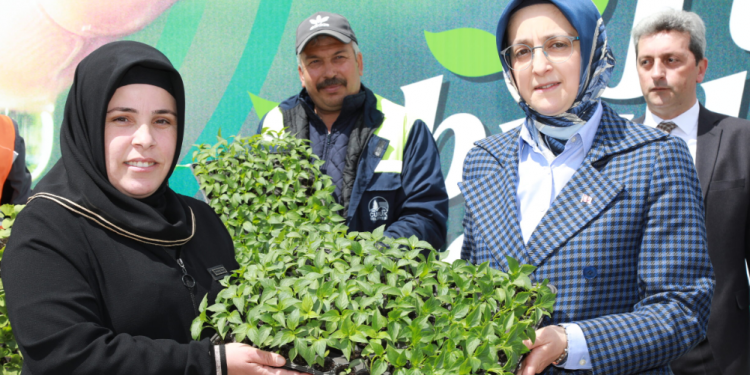 Üreticilere 1 milyon sebze fidesi hibe edildi