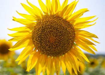 Çukurova’da yağışlar ayçiçeği üreticisini umutlandırdı