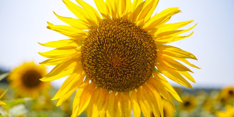 Çukurova’da yağışlar ayçiçeği üreticisini umutlandırdı