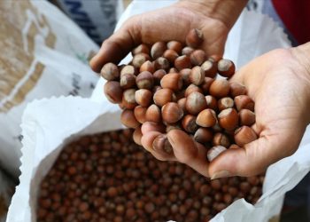 Fındıkçılar gözünü Japonya’ya çevirdi