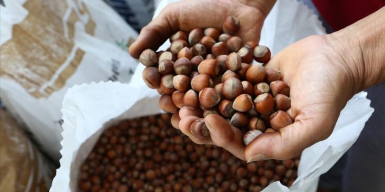 Fındıkçılar gözünü Japonya’ya çevirdi