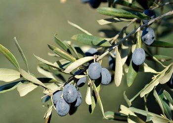 Gemlik zeytininin marka değeri artıyor