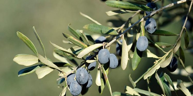 Gemlik zeytininin marka değeri artıyor
