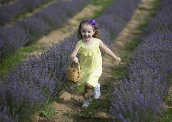 Lavanta tarlasında renkli hasat başladı
