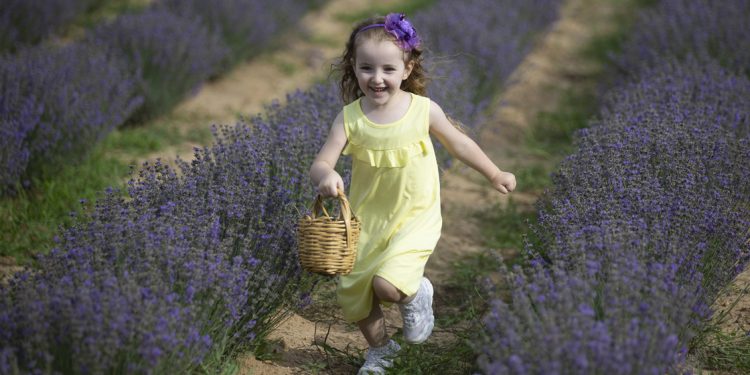 Lavanta tarlasında renkli hasat başladı