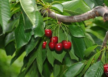 Akşehir kirazında rekolte beklentisi arttı