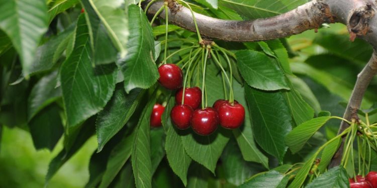 Akşehir kirazında rekolte beklentisi arttı