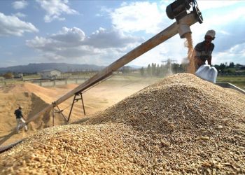 TMO günlük hububat alım kapasitesini artırıyor