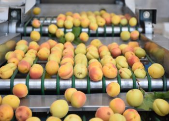 Malatya’da 385 bin ton yaş kayısı rekoltesi bekleniyor