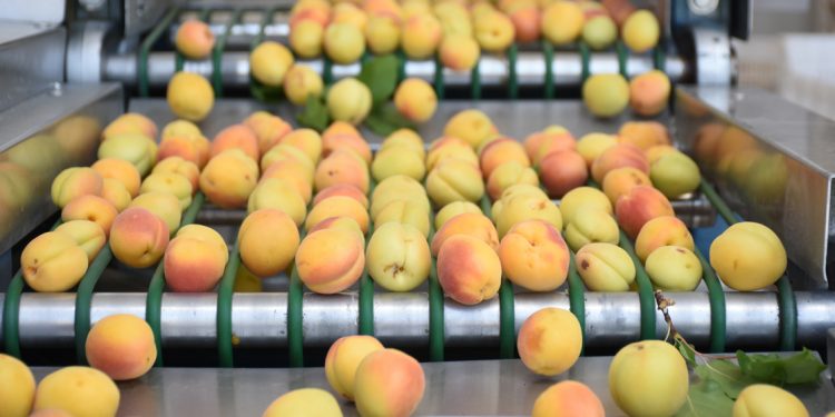 Malatya’da 385 bin ton yaş kayısı rekoltesi bekleniyor