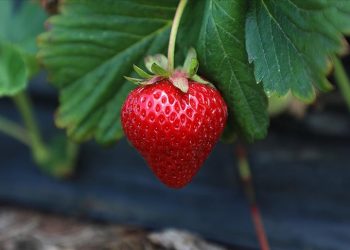 Tarlalarda çilek hasadı bereketiyle devam ediyor