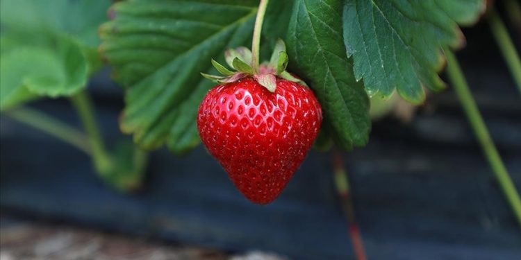 Tarlalarda çilek hasadı bereketiyle devam ediyor