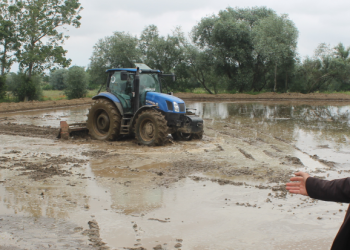 Çeltik tarlalarında yüksek verim beklentisi