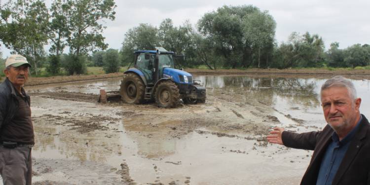 Çeltik tarlalarında yüksek verim beklentisi