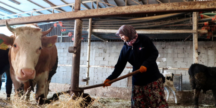 Hayvancılığı canlı tutacak adımlar atılmalı