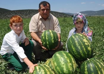 Osmaneli karpuzunda rekolte beklentisi yüksek