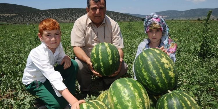 Osmaneli karpuzunda rekolte beklentisi yüksek