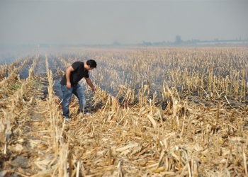 Anız yakma ekosisteme büyük zarar veriyor