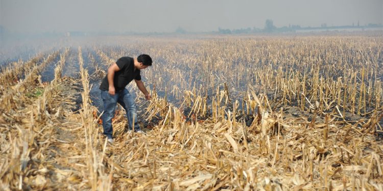 Anız yakma ekosisteme büyük zarar veriyor