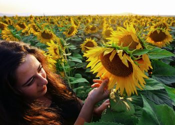 Ayçiçeği tarlalarında çekirge tedbiri arttı