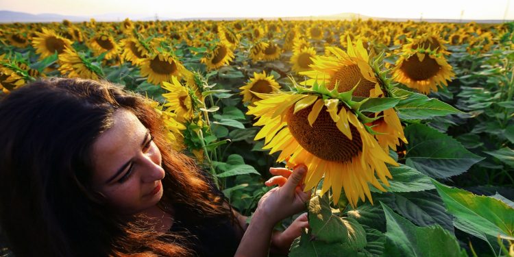 Ayçiçeği tarlalarında çekirge tedbiri arttı