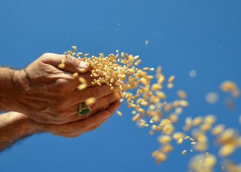 Hububat desteği ile birlikte üretim artacak