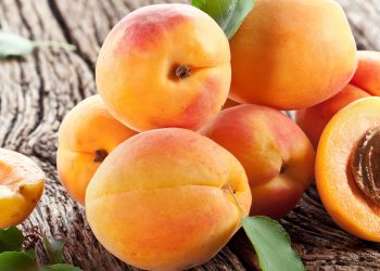 Mevsimlik işçilerin kayısı hasadı mesaisi