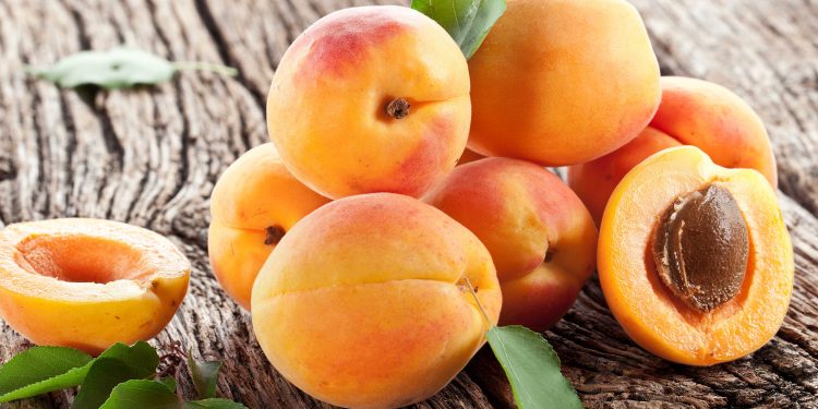 Mevsimlik işçilerin kayısı hasadı mesaisi