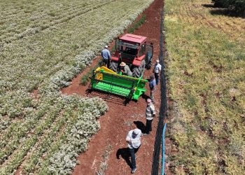 Kekik hasadı başladı araziler canlandı