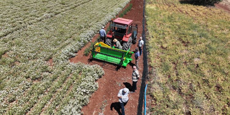 Kekik hasadı başladı araziler canlandı