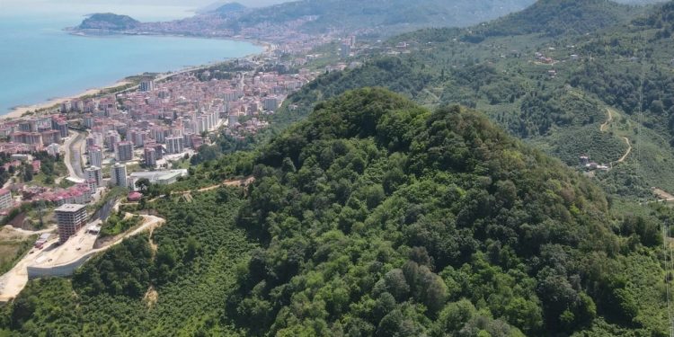 Millet Ormanı Projesi tüm hızıyla sürüyor