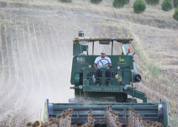 Trakya’da ayçiçeğinde hasat devam ediyor