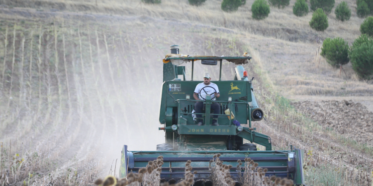 Trakya’da ayçiçeğinde hasat devam ediyor