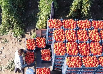 Ekilemeyen araziler güneş enerjisiyle üretime hazır