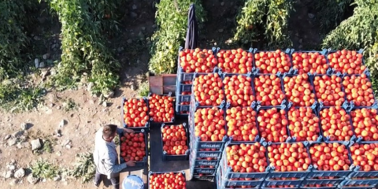 Ekilemeyen araziler güneş enerjisiyle üretime hazır