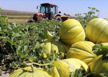 Kavunlar Çankırı’da “havasını” buldu