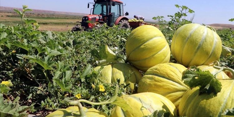 Kavunlar Çankırı’da “havasını” buldu
