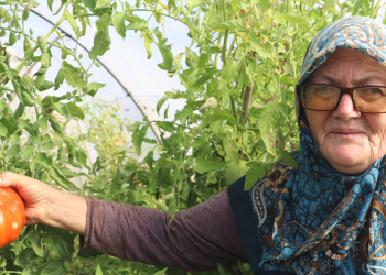 Coğrafi işaretli üzüm ve domatesinde hasat zamanı