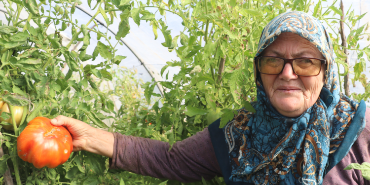 Coğrafi işaretli üzüm ve domatesinde hasat zamanı