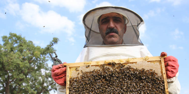 Bingöl balı tescili pazarını genişletecek
