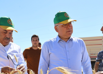 Sivas’ta tritikalede yüksek rekolte umudu